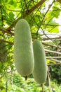 Winter Melon