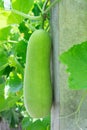 Winter melon, White gourd, Winter gourd, Ash gourd, tallow gourd, is a vine grown for its very large fruit, eaten as a vegetable