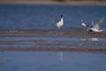 Winter migratory bird pied avocet at little rann of kutch