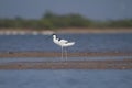 Winter migratory bird pied avocet at little rann of kutch