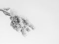 Winter minimalistic background. Frozen branch is covered with snow. Copy space