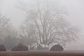 Winter Mist on Farmland Napa Valley