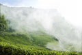 Winter mist over Munnar- Tea gardens