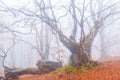 Winter misty forest in snow Royalty Free Stock Photo