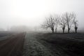 Winter misty morning in plain of northern Italy with rows of bare mulberry trees and a country road among the frost fields