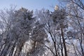 Winter mixed forest covered by snow hoarfrost. Wintry landscape Royalty Free Stock Photo