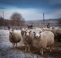 Winter in Moldova, flock of sheep in a sheepfold, a little snow on fields and meadows.