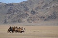 Camel race in the mountains of Mongolia during the Golden Eagle Festival