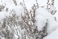 Winter mood. Snow covered branches in winter