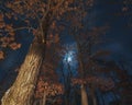 Winter moonlight with oak trees in the foreground - Governor Knowles State Forest - long exposure image on a cold winter night