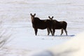 Winter Moose Royalty Free Stock Photo