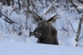 Winter Moose Royalty Free Stock Photo