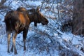 Winter Moose Royalty Free Stock Photo
