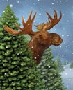 Winter Moose Royalty Free Stock Photo