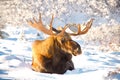 Winter Moose Royalty Free Stock Photo