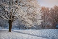 Winter morning in the city park of Khmelnitsky Royalty Free Stock Photo