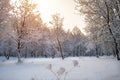 Winter morning in the city park of Khmelnitsky Royalty Free Stock Photo