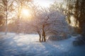 Winter morning in the city park of Khmelnitsky Royalty Free Stock Photo