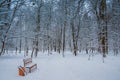 Winter morning in the city park of Khmelnitsky Royalty Free Stock Photo