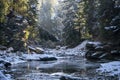 Winter Morning coniferous forest in Snow on a sunny day. Mountain stream in Carpathians. Ukraine Royalty Free Stock Photo