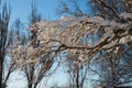 Winter, morning, dawn, trees, branch, snow, sunny, light, close-up, blue sky, forest.