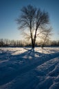 Winter, morning, dawn, trees, branch, snow, sunny, light, close-up, blue sky, forest.