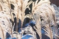 Winter morning with dry grass Royalty Free Stock Photo