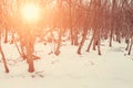 Winter morning, evening in the forest. Dawn or sunset Royalty Free Stock Photo