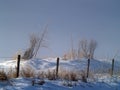 Winter Morning and Fencing Royalty Free Stock Photo