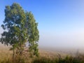 Winter morning fog cattle grazing farm land Queensland Australia Royalty Free Stock Photo