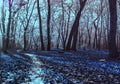 Winter morning in forest - Infrared filter Royalty Free Stock Photo