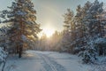 Winter morning in the forest. Ski track in the snow against the background of sunrise and falling snowflakes