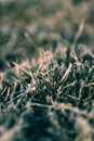 Winter Morning Frost on grass Royalty Free Stock Photo