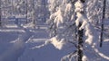 Winter. Morning. Frost. Snow. Taiga. Branches of larches are swung by wind. Kolyma