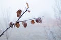 Winter morning in the garden. Frost-covered tree branch with dry leaves in winter Royalty Free Stock Photo