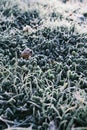 Winter morning ice and frost on the grass top view. Frost background and leaf Royalty Free Stock Photo