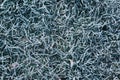 Winter morning ice and frost on the grass top view. Frost background Royalty Free Stock Photo