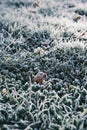 Winter morning ice and frost on the grass top view. Frost background and leaf Royalty Free Stock Photo