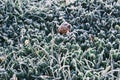 Winter morning ice and frost on the grass top view. Frost background and leaf Royalty Free Stock Photo