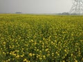 A winter morning in indian village full of mastard plants Royalty Free Stock Photo