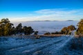 A winter morning landscape in Mulligans Flat Nature Reserve, Australian Capital Territory