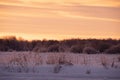 Winter morning landscape of the nature of Estonia at sunrise, snowy field, frozen forest trees and orange sky Royalty Free Stock Photo