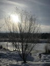 Winter landscape. The sun behind the trees near the lake. Royalty Free Stock Photo