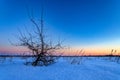 Winter morning landscape. Winter sunrise with a lonely tree. Royalty Free Stock Photo