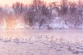 Winter morning landscape with swans and morning fog on the lake in Altai Krai, Russia Royalty Free Stock Photo