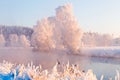 Winter morning landscape. Trees with frost on riversied. Sun illuminates frosty trees and meadow.