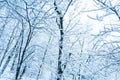 Winter morning in Moscow. Snow covered trees in the city. The vi