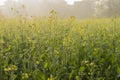 Winter morning - mustard plants field - rural India. Royalty Free Stock Photo