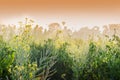 Winter morning - mustard plants field - rural India. Royalty Free Stock Photo
