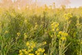 Winter morning - mustard plants field - rural India. Royalty Free Stock Photo